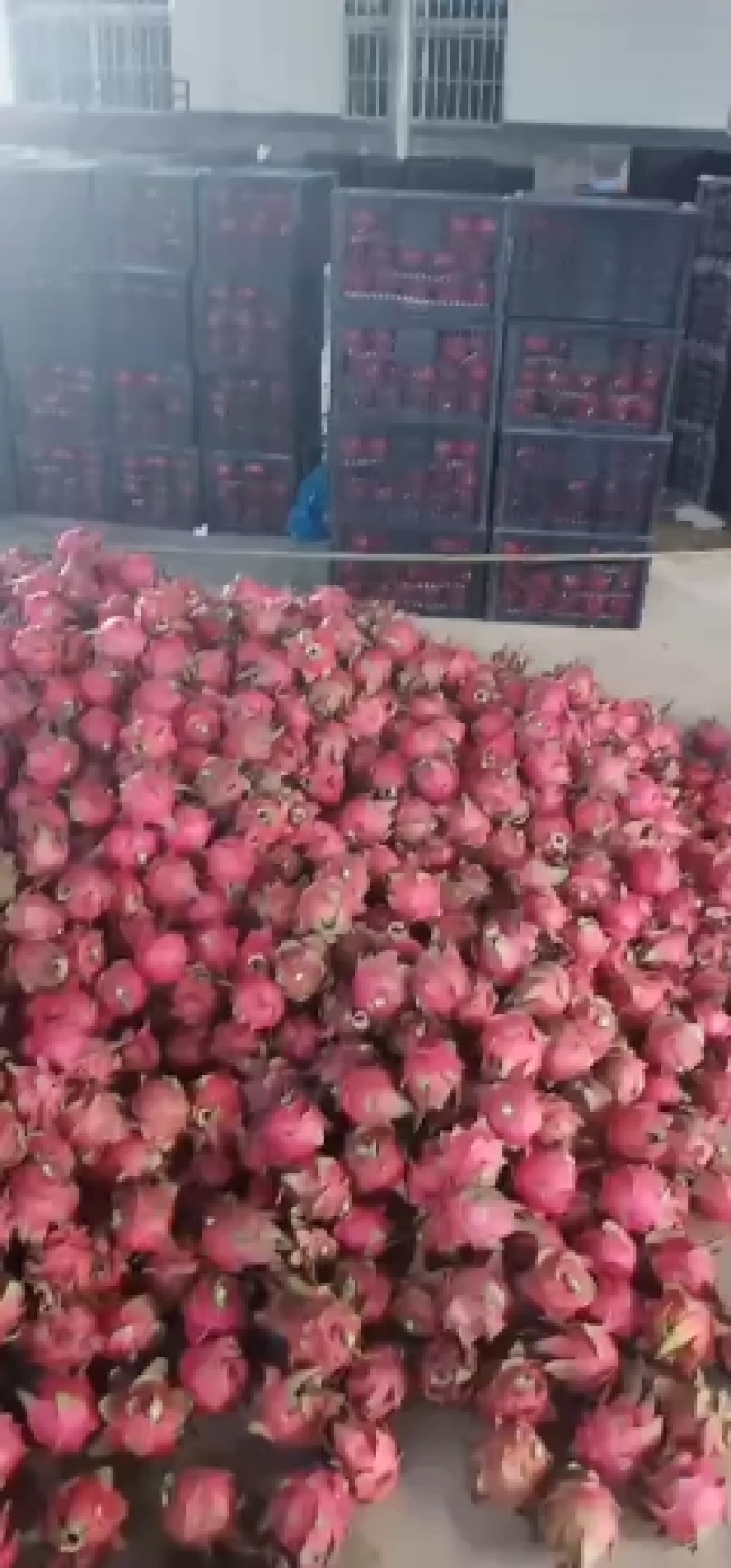 火龙果金都一号桂红龙