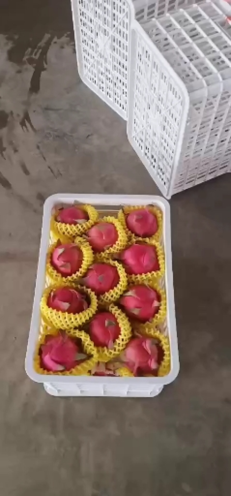 火龙果金都一号桂红龙