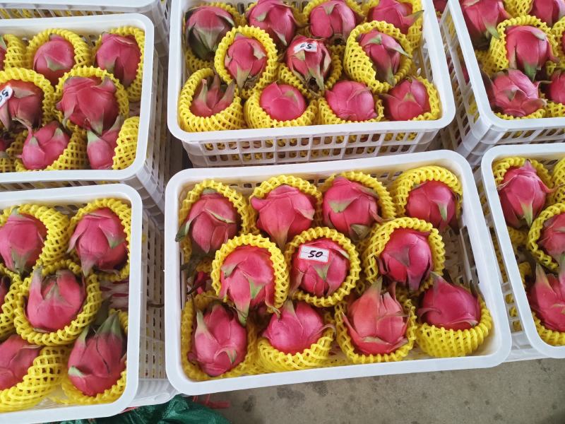 火龙果金都一号桂红龙