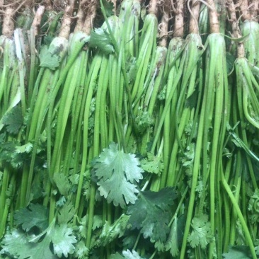 香菜