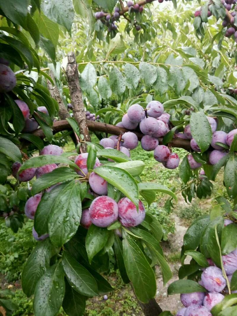 李子，巨力王李子，黑李子，红布林，千味红，秋姬，美一李子