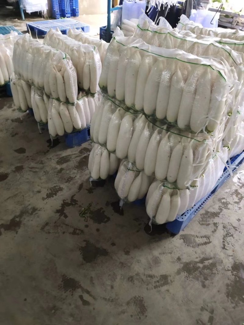 精品白萝卜基地，销售全国各地及出口，欢迎采购，专业发货