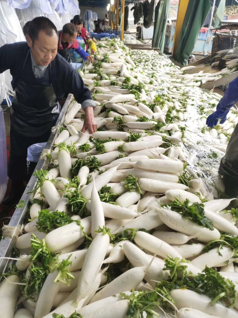 精品白萝卜基地，销售全国各地及出口，欢迎采购，专业发货
