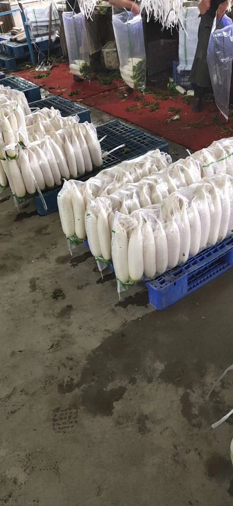 精品白萝卜基地，销售全国各地及出口，欢迎采购，专业发货