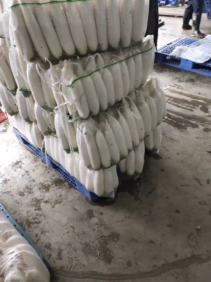 精品白萝卜基地，销售全国各地及出口，欢迎采购，专业发货