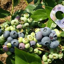 庄河丹东暖棚蓝莓L11,L25,H5优瑞卡，绿宝石珠宝