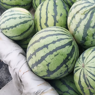 天津西瓜