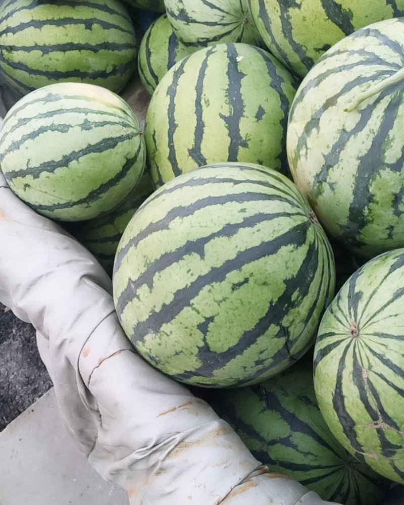 天津西瓜