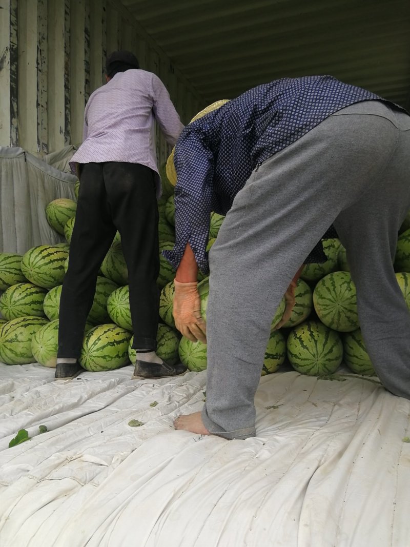 新疆西瓜吐鲁番哈密昌吉西瓜全国发货金城安农西瓜大量发货