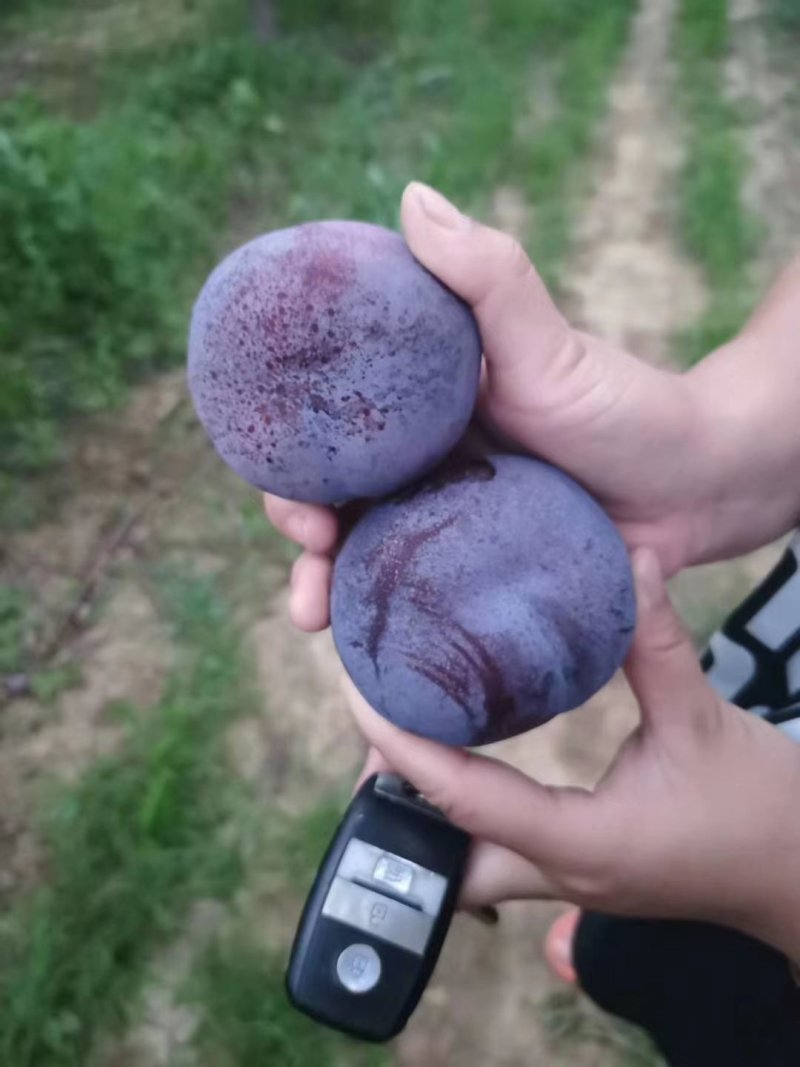 黑巨李万亩黑巨李大量上市，视频看欢迎订货