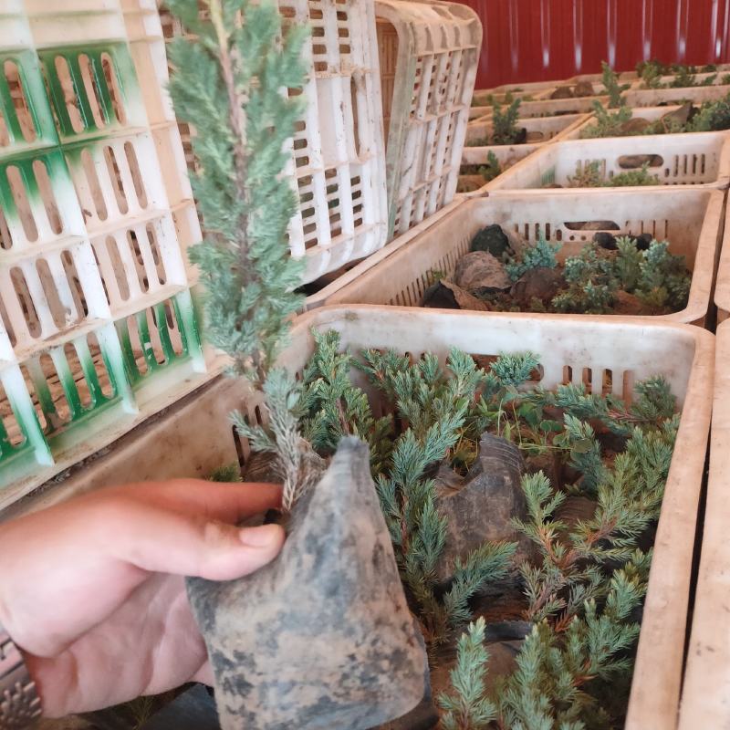 铺地柏绿化苗木乔灌木