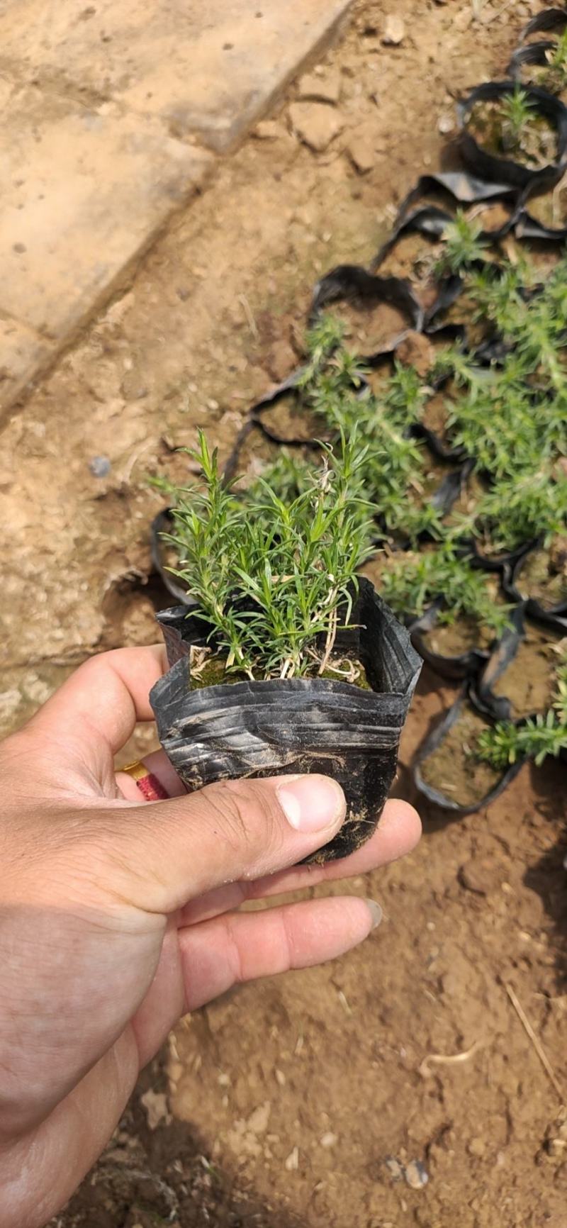 福禄考（芝樱）绿化苗木花海专用