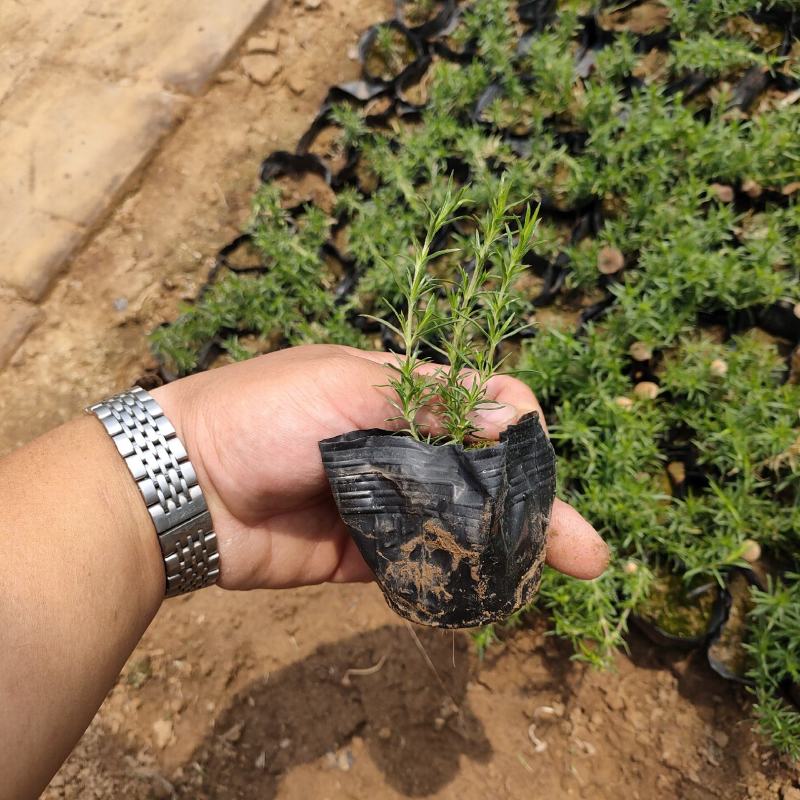 福禄考（芝樱）绿化苗木花海专用