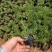 福禄考（芝樱）绿化苗木花海专用