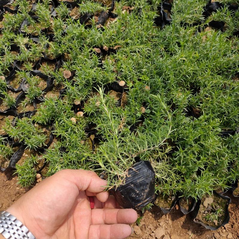 福禄考（芝樱）绿化苗木花海专用