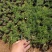 福禄考（芝樱）绿化苗木花海专用