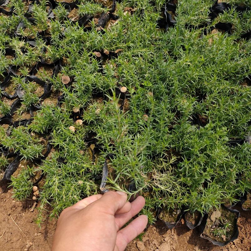 福禄考（芝樱）绿化苗木花海专用