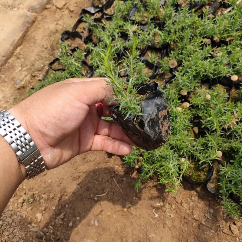 福禄考（芝樱）绿化苗木花海专用