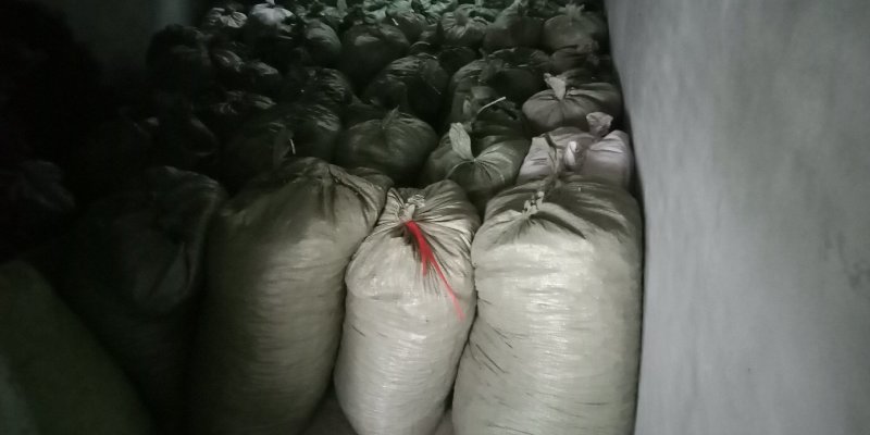 南五味子鲜货10吨后期货大量供应。
