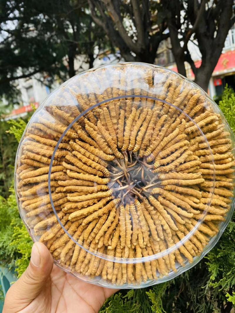 西藏那曲冬虫夏产地直销精选虫草一手货源无断草无牙签草