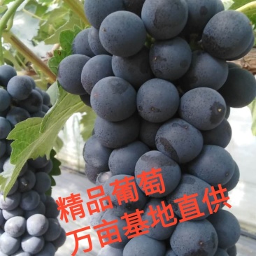 冷棚青提京亚夏葡萄户太八号阳光玫瑰大量现货