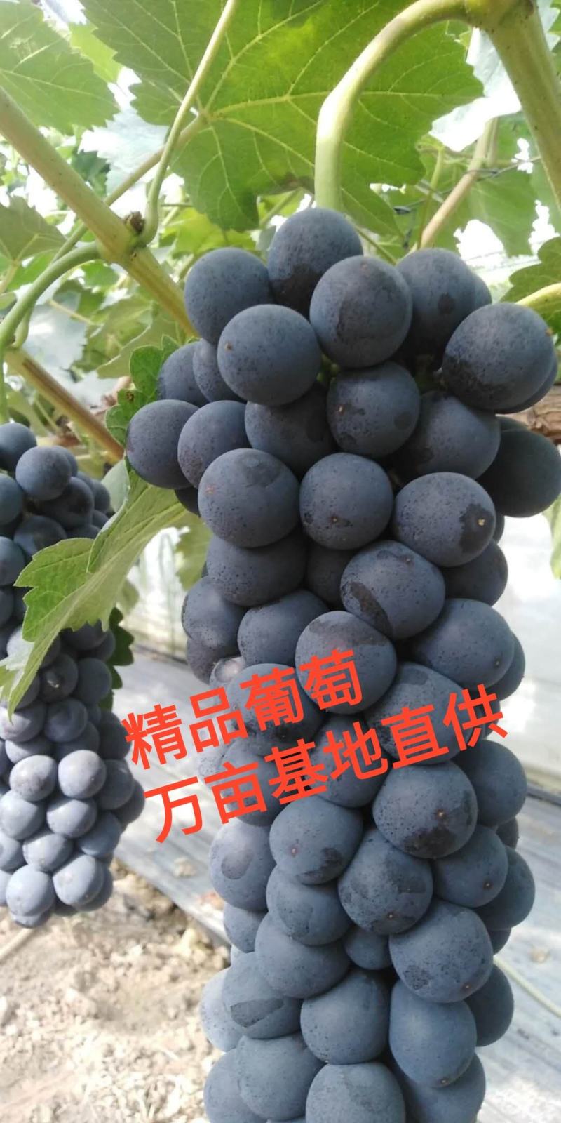 冷棚青提京亚夏葡萄户太八号阳光玫瑰大量现货