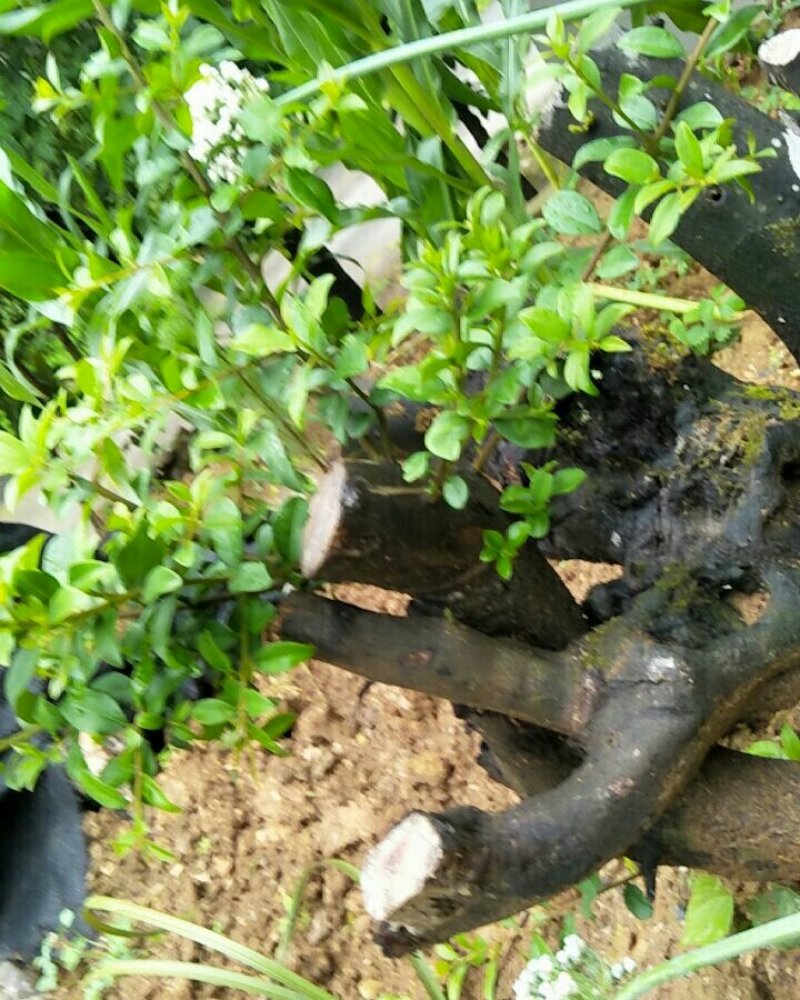 金蛋子下山桩