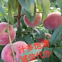 陕西毛桃万亩毛桃基地突围郑三等毛桃品种