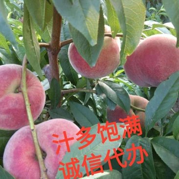 陕西毛桃万亩毛桃基地突围郑三等毛桃品种