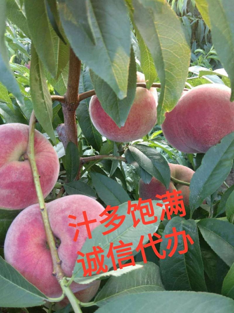 陕西毛桃万亩毛桃基地突围郑三等毛桃品种