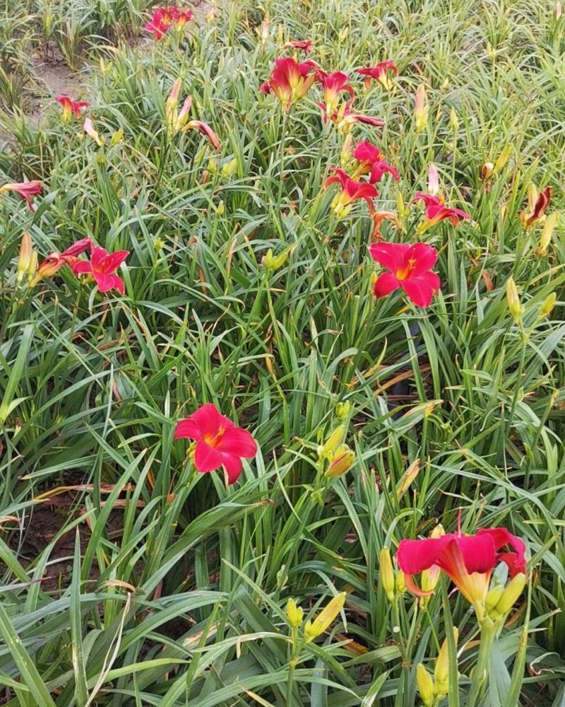 大花萱草，开花花期长，，多年生宿根草花，各种绿化草类，量