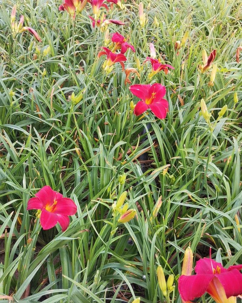 大花萱草，开花花期长，，多年生宿根草花，各种绿化草类，量
