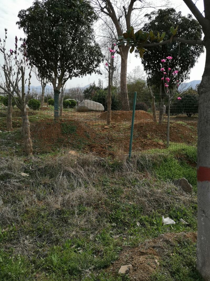 河南南阳精品桂花，3到25公分，产地一手货源，包成活率。