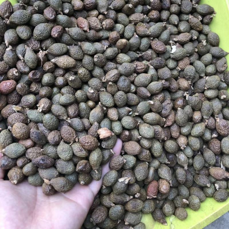 【店铺热销】胖大海子润喉个大饱满粒粒泡开吸烟者清嗓无硫绿