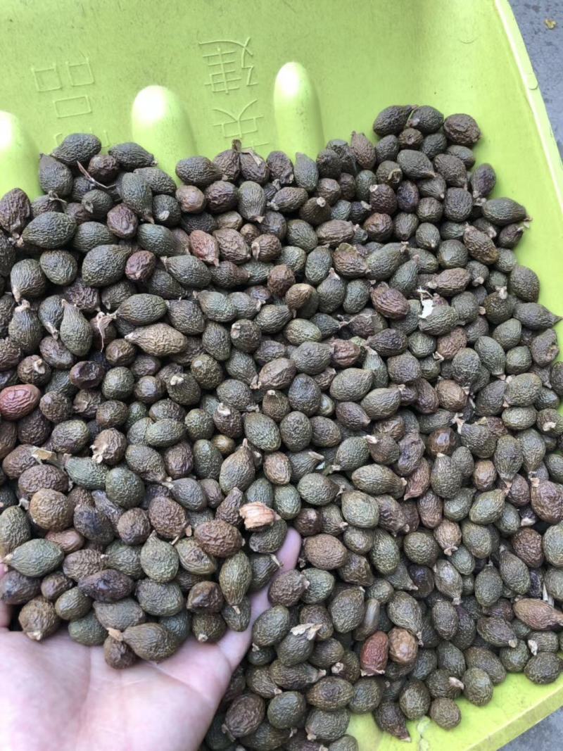 【店铺热销】胖大海子润喉个大饱满粒粒泡开吸烟者清嗓无硫绿