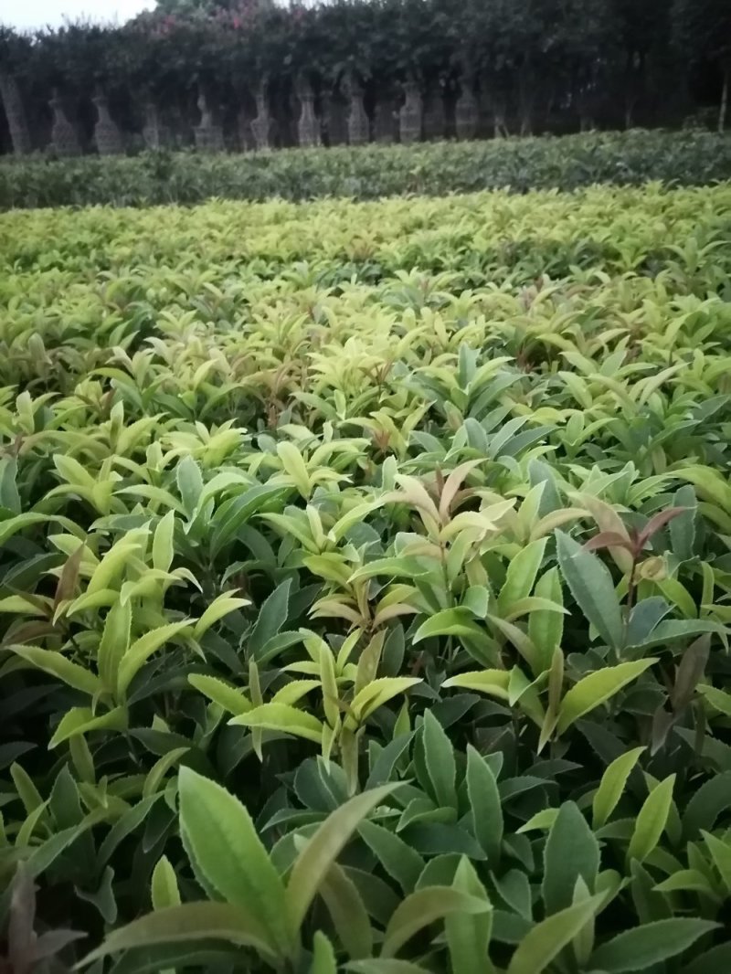 佛顶珠地苗四季桂，桂花小苗，地苗杯苗自家苗圃货源