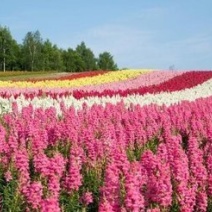 鲁冰花种子，花海专家适合护坡绿化工程，可提供发票和技术