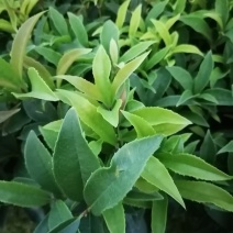 种植户直销四季桂苗子小苗带笼子四季桂苗价格数量几万