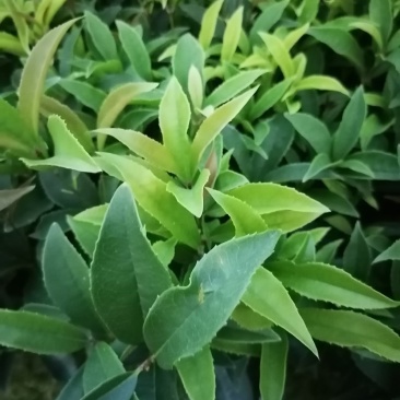 种植户直销四季桂苗子小苗带笼子四季桂苗价格数量几万