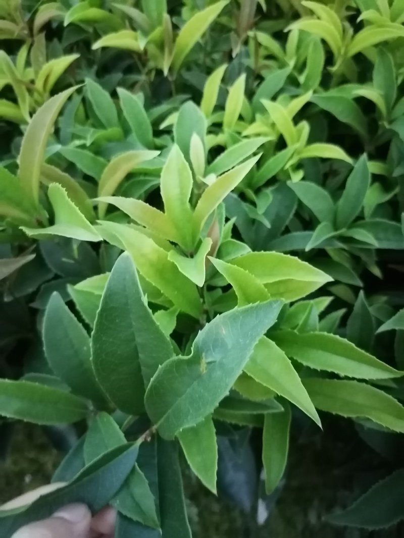 种植户直销四季桂苗子小苗带笼子四季桂苗价格数量几万