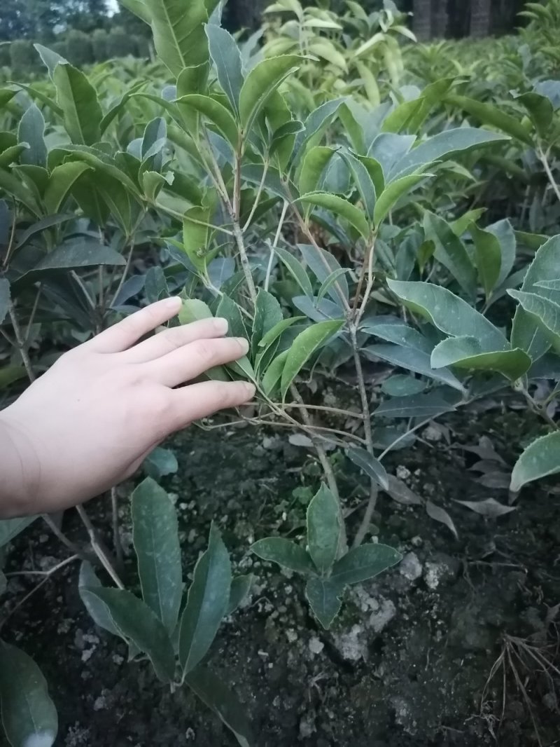 种植户直销四季桂苗子小苗带笼子四季桂苗价格数量几万