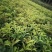 种植户直销四季桂苗子小苗带笼子四季桂苗价格数量几万