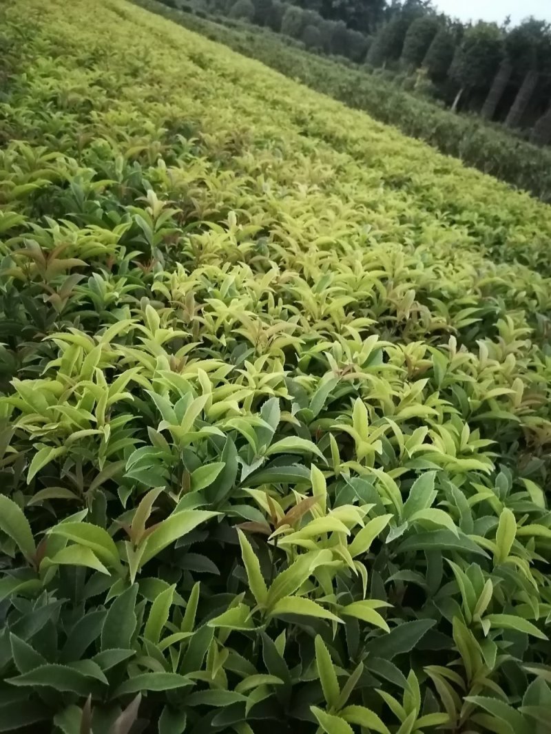 种植户直销四季桂苗子小苗带笼子四季桂苗价格数量几万