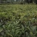 种植户直销四季桂苗子小苗带笼子四季桂苗价格数量几万