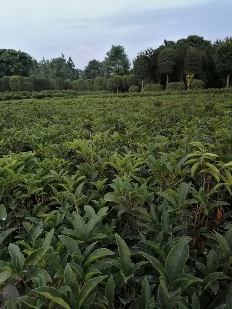 种植户直销四季桂苗子小苗带笼子四季桂苗价格数量几万