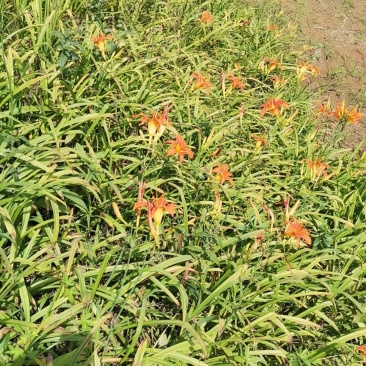 大花萱草，开花花期长，，多年生宿根草花，各种绿化草类，量