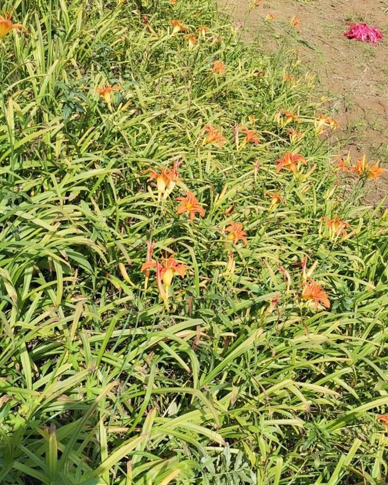 大花萱草，开花花期长，，多年生宿根草花，各种绿化草类，量