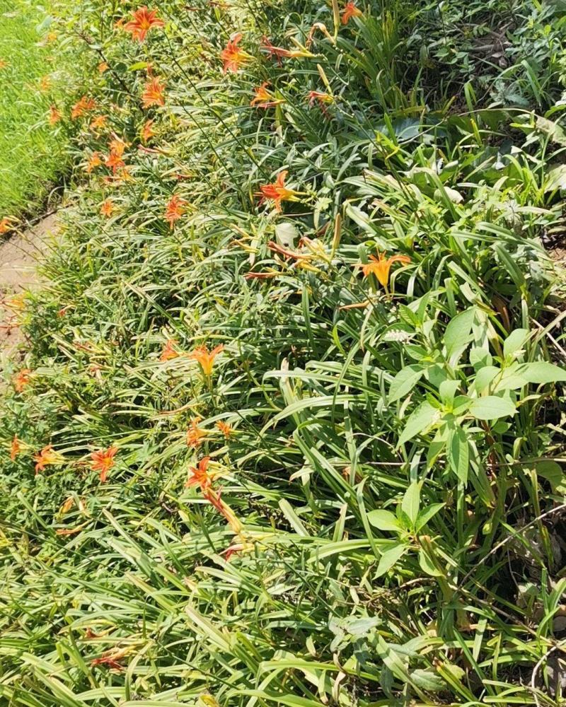 大花萱草，开花花期长，，多年生宿根草花，各种绿化草类，量