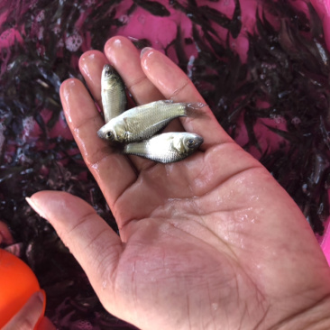 【鲫鱼苗】中科5号鲫鱼苗.良种鲫鱼苗.黄金鲫鱼苗、场地直