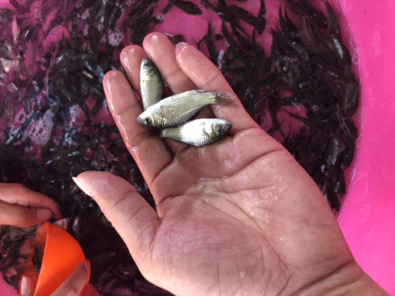 【鲫鱼苗】中科5号鲫鱼苗.良种鲫鱼苗.黄金鲫鱼苗、场地直